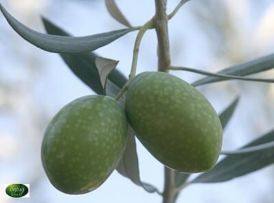 Olive Trees (Olive Sapling)