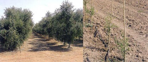 Bodur Zeytin Fidanı Çeşitleri