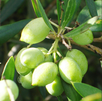 Koroneiki Zeytin Fidanı