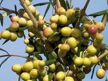 Arbosana Zeytin Fidanı