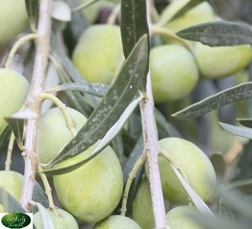 İzmir Çilli Zeytin Fidanı