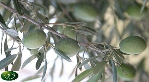 Çekişte Zeytin Fidanı