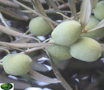 Memecik Zeytin Fidanı