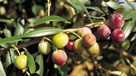 Arbequina Zeytin Fidanı