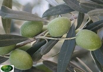 Manzanilla Olive Trees (Sapling)