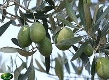 Eşek Olive Trees