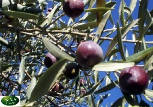 Gemlik Olive Trees