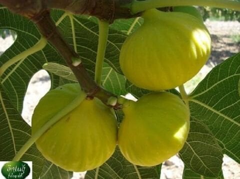 Sarılop Fig Trees